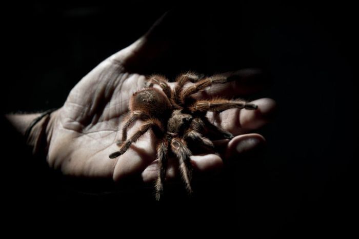 Spider Farm in Chile