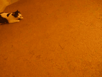 Daily GIFs Mix, part 254