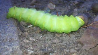 Transformation of Antheraea Polyphemus