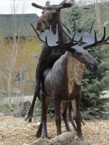 Moose in Love with a Statue