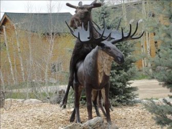 Moose in Love with a Statue