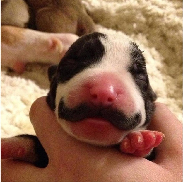 Mustachioed Dog