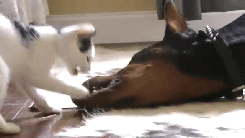 Daily GIFs Mix, part 258