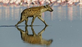 Hyena Walks on Water and Eats Flamingo