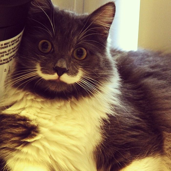 Mustache Kitten