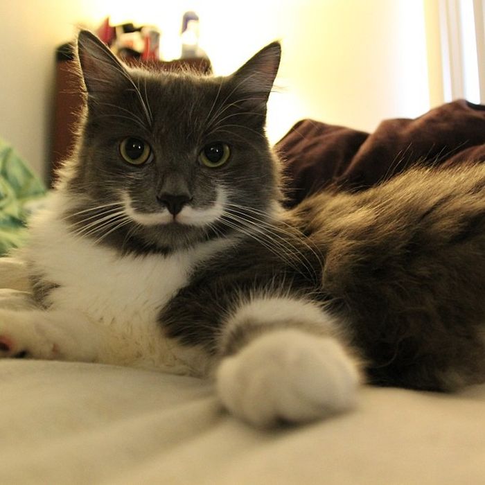 Mustache Kitten