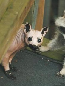 Bald Racoon