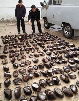 213 Bear Paws from Russia