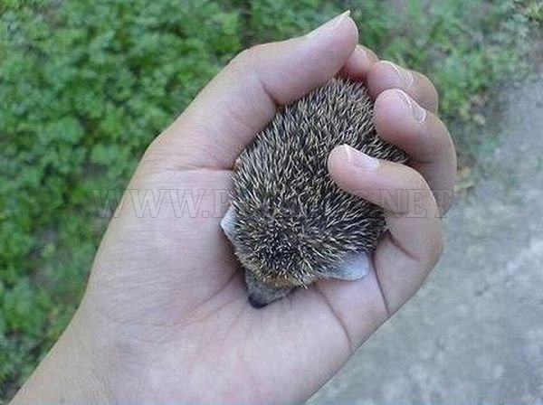 Cute Baby Hedgehog 