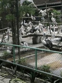Animal Hell Called Surabaya Zoo