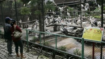 Animal Hell Called Surabaya Zoo