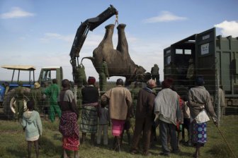 Kenya Wildlife Service Relocates Elephants