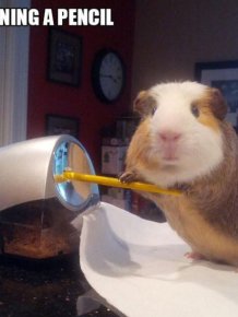 Stuff Guinea Pig Does