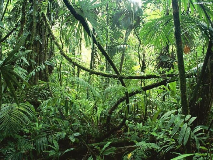 Amazon Forest Photo Tour