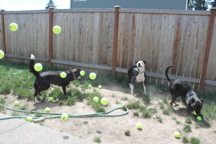3 Dogs vs 60 Balls