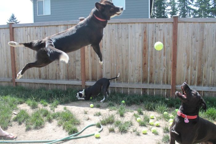 3 Dogs vs 60 Balls