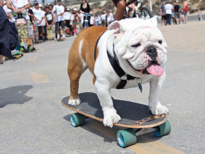 Beefy the Skateboarding Bulldog