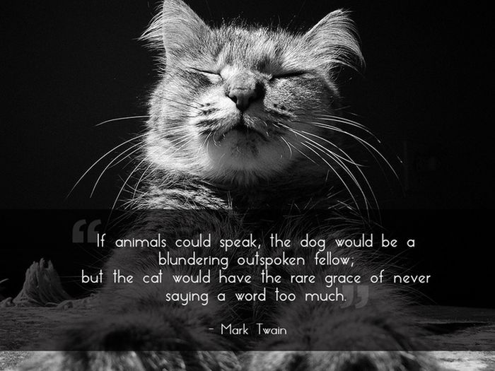 Great Quotes About Pets