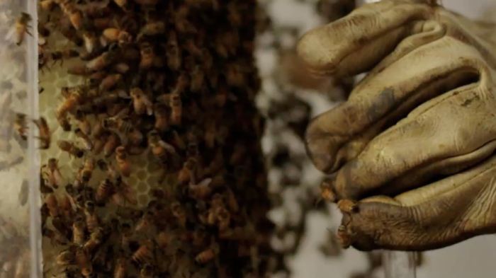 3D Printer Made Out of Bees