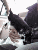 Daily GIFs Mix, part 275