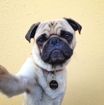 Norm the Pug