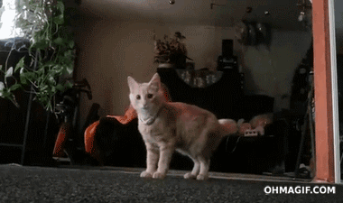 Daily GIFs Mix, part 276