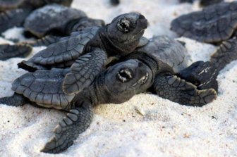 Bringing Baby Turtles to Sea