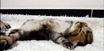 Daily GIFs Mix, part 277