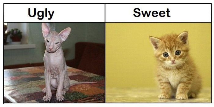 Ugly vs Sweet