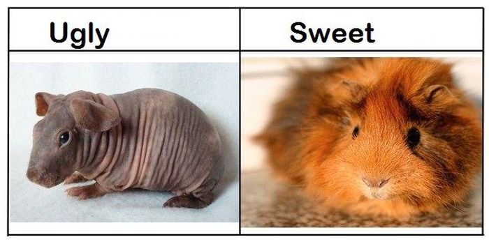Ugly vs Sweet