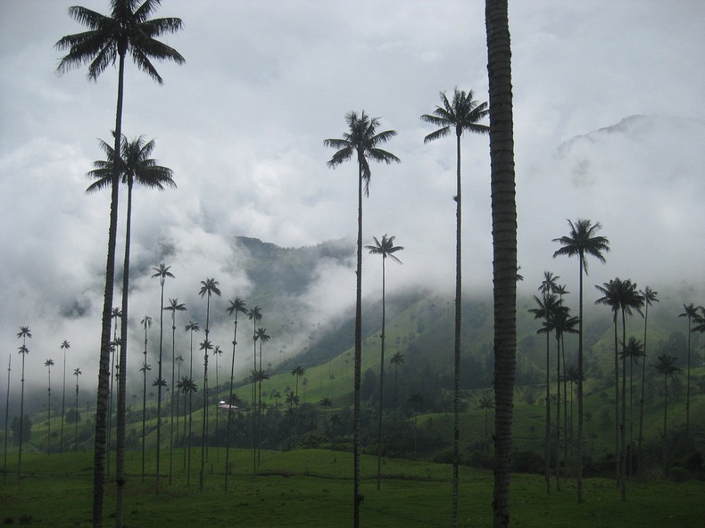 The Cocora valley