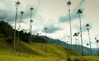 The Cocora valley