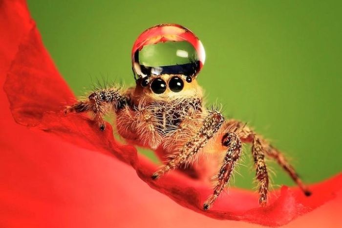 Spiders Wearing Water Droplets as Hats