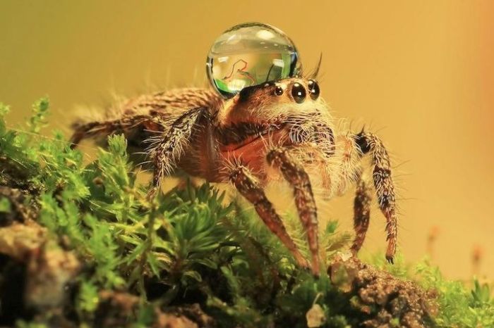 Spiders Wearing Water Droplets as Hats