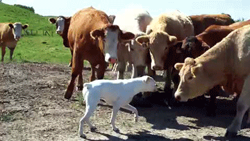 Daily GIFs Mix, part 284