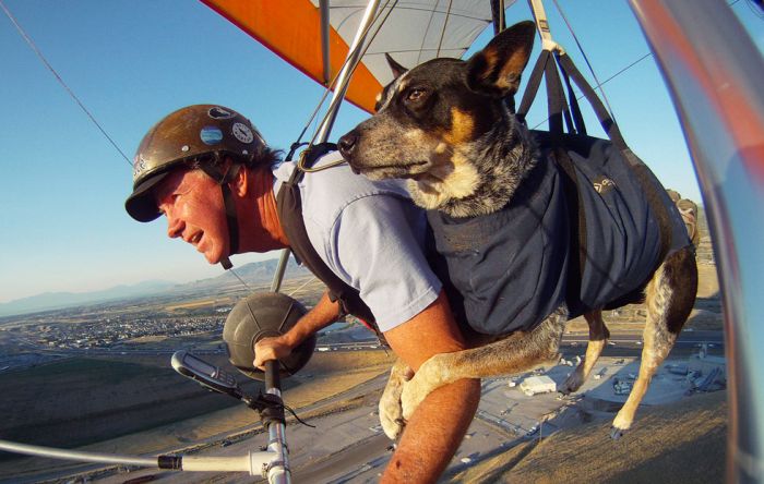 Paragliding Dog