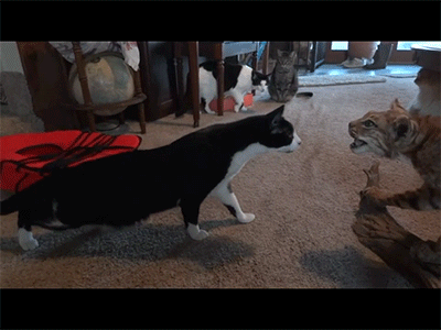 Daily GIFs Mix, part 286