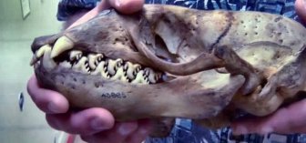 Riddle of the Day. What Animal Does This Skull Belong to?