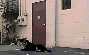 Daily GIFs Mix, part 293