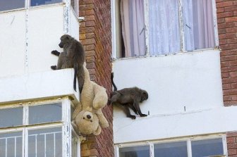 Baboons Attack