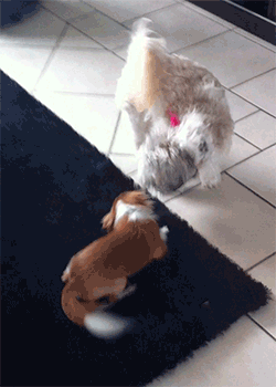 Daily GIFs Mix, part 294