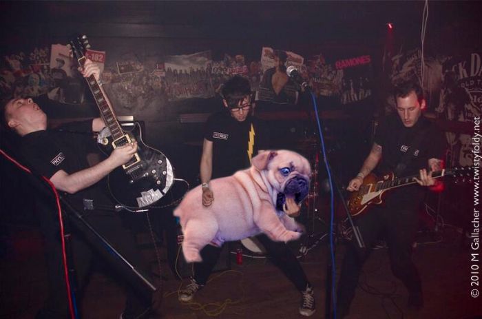 Bass Guitars Replaced by Dogs