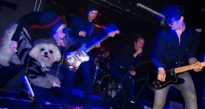 Bass Guitars Replaced by Dogs