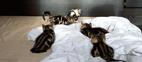 Daily GIFs Mix, part 296