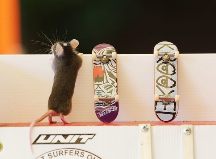 Skateboarding Mice