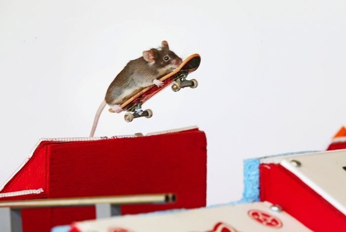 Skateboarding Mice