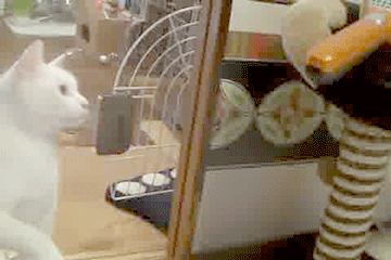 Daily GIFs Mix, part 298