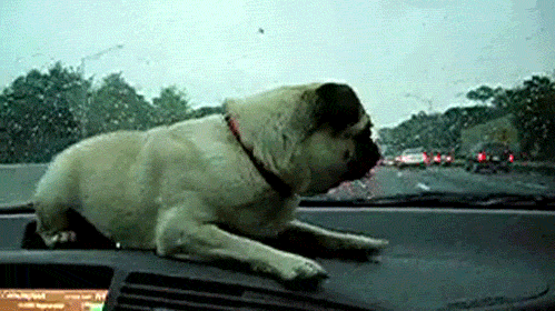 Funny Dogs Gifs