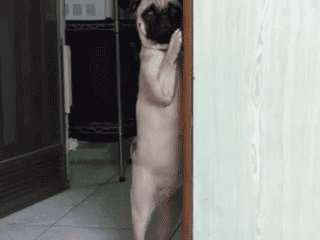 Funny Dogs Gifs