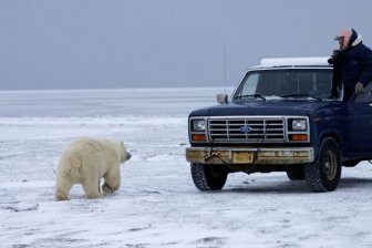 Polar Bear Inspects a Car